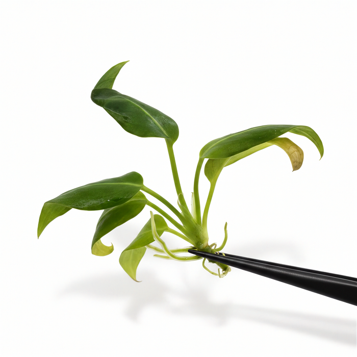 Anthurium Warocqueanum