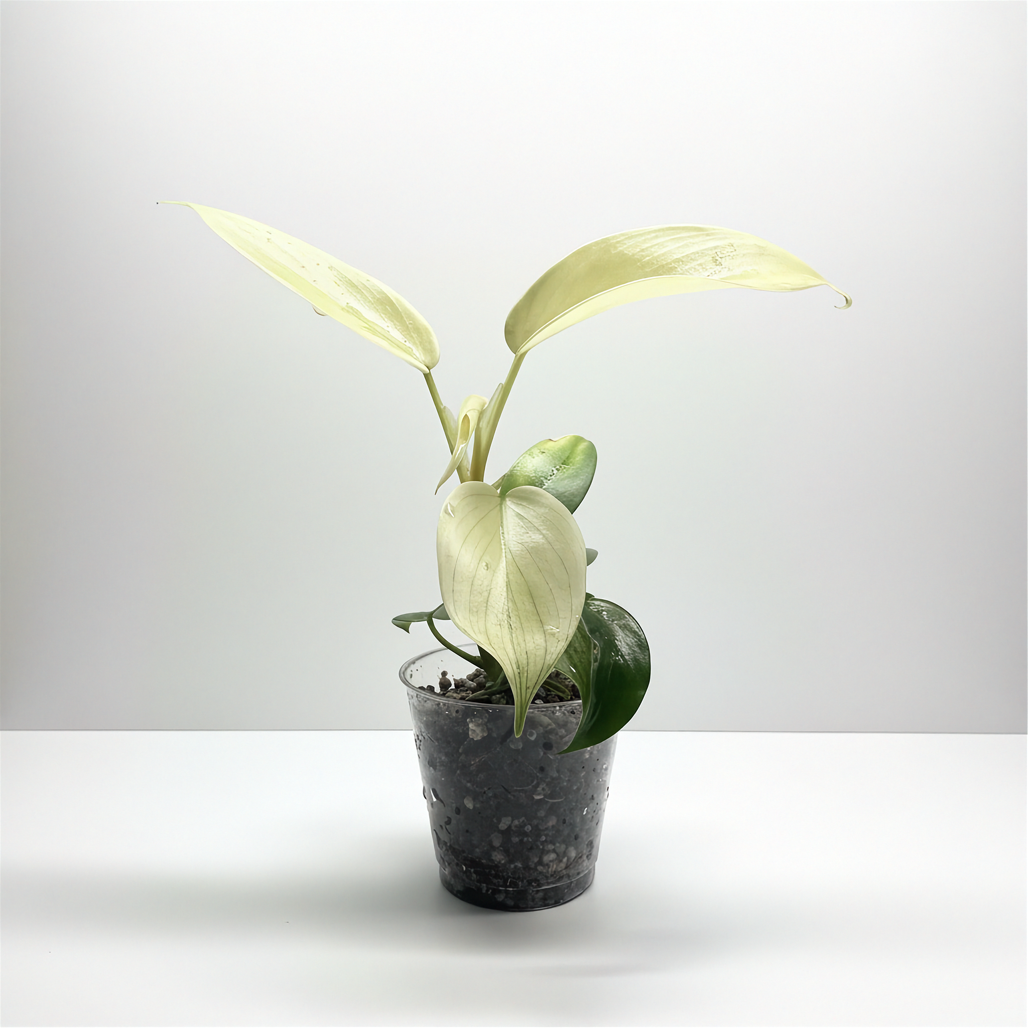 PHILODENDRON