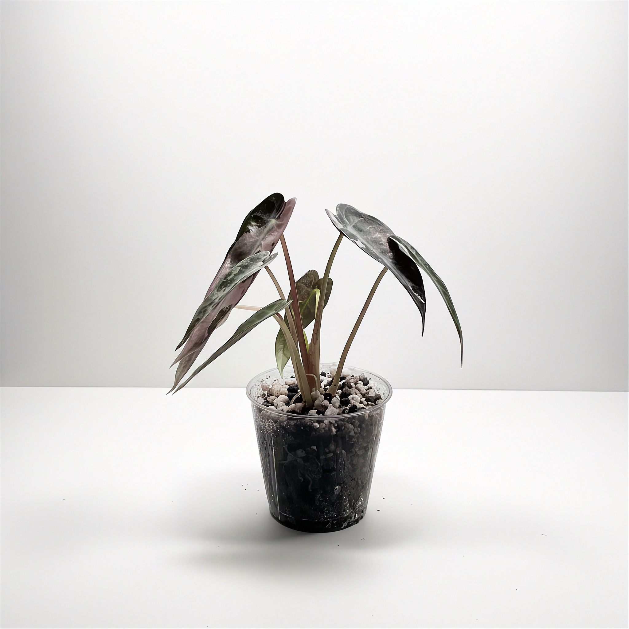 ALOCASIA