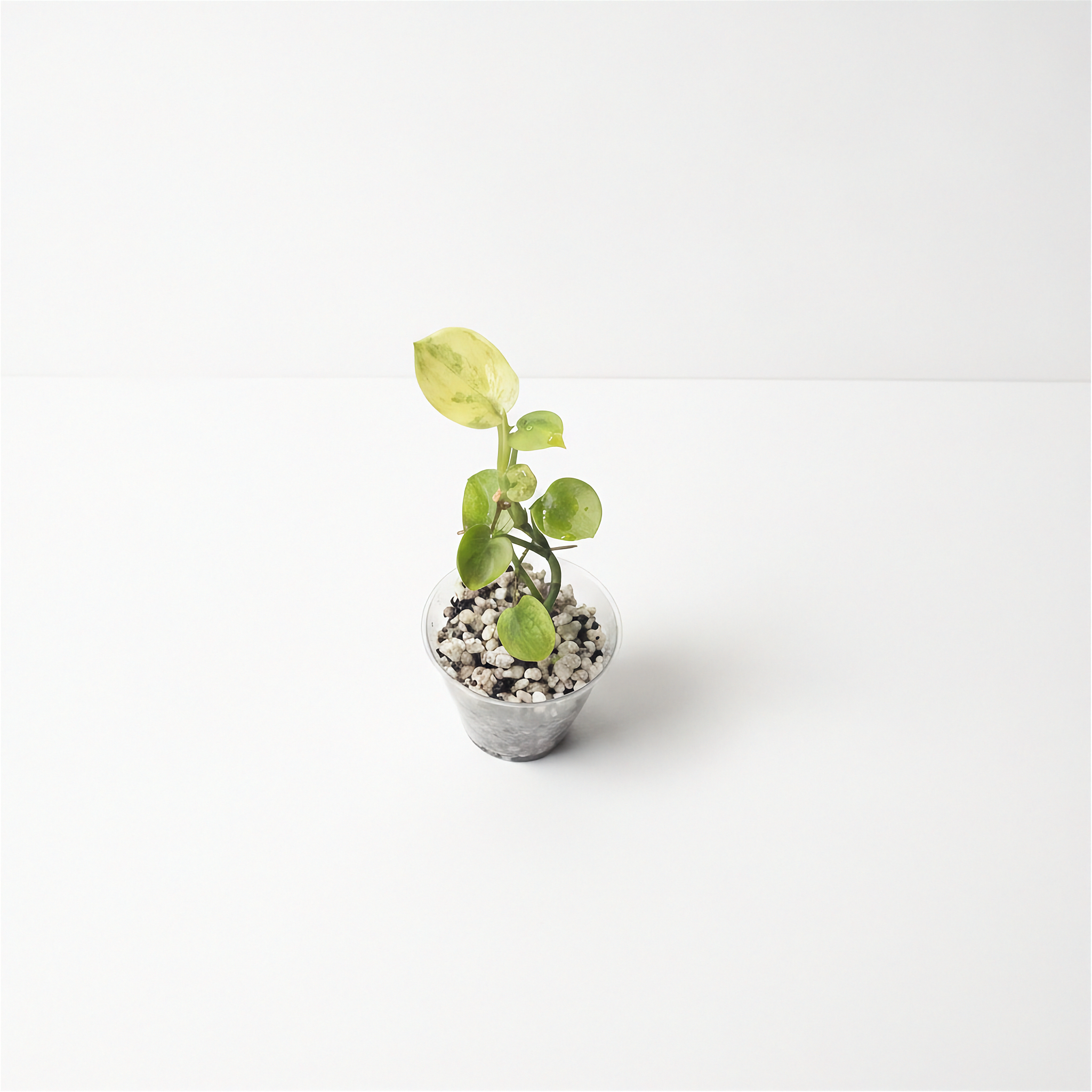 IN STOCK ACCLIMATED PLANT