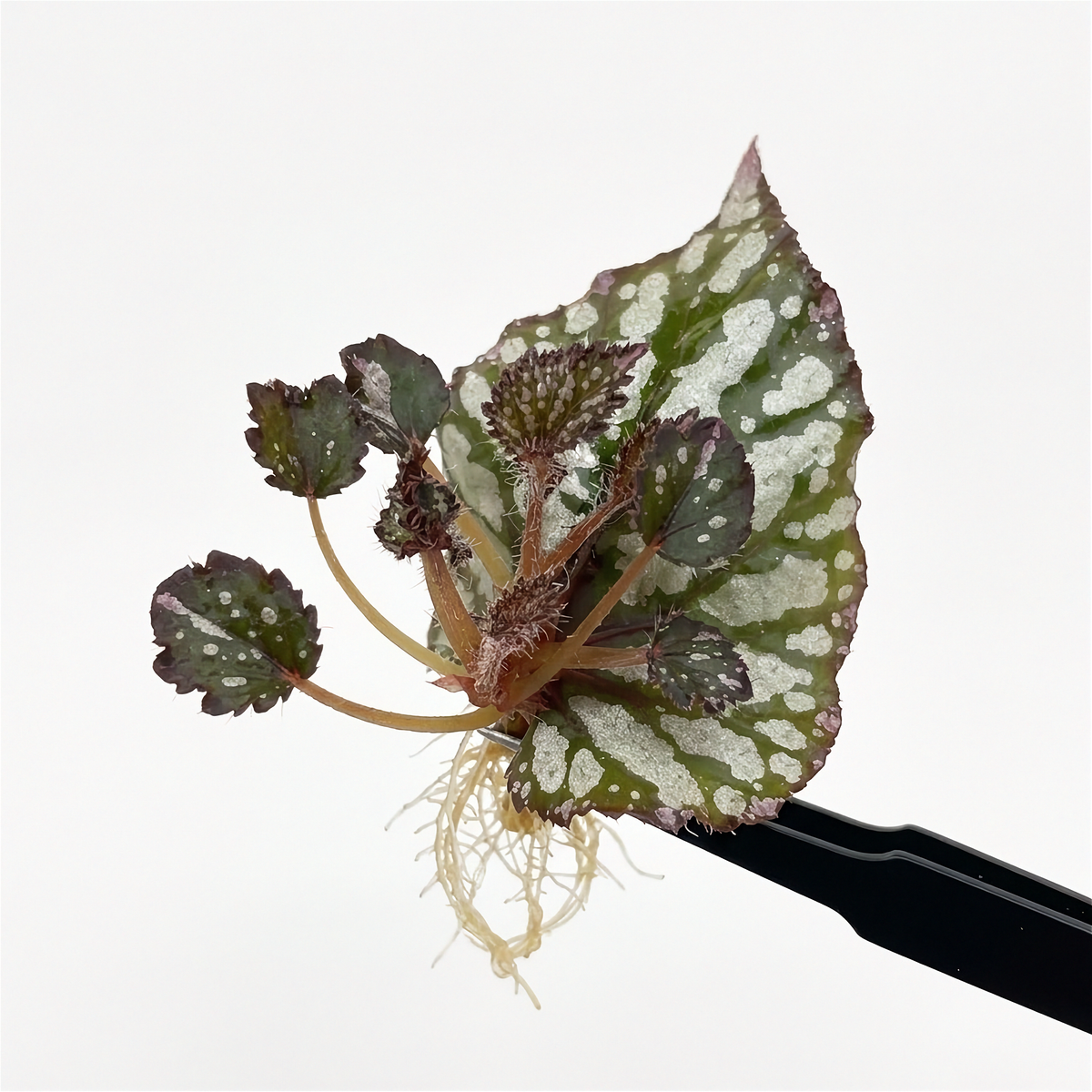 BEGONIA