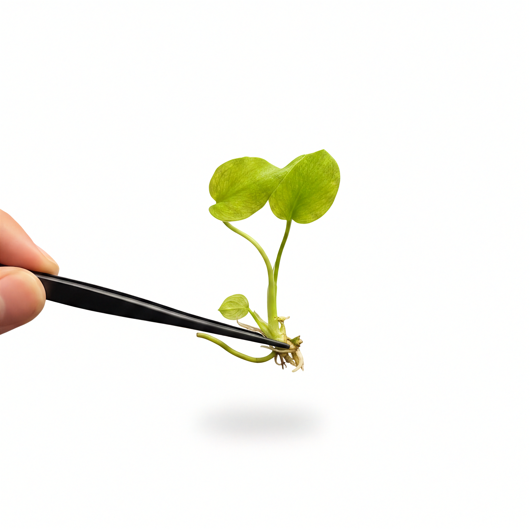 Monstera Blue Mint