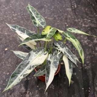 Alocasia Green Bambino panaché blanc