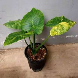 Alocasia Macrorrhiza Aurea Variégata