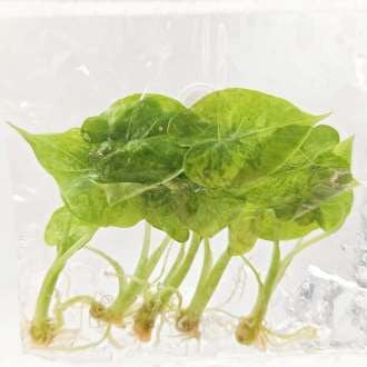 Alocasia Macrorrhiza Aurea Variégata