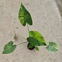 Alocasia Odora Silver Aurea Variégata