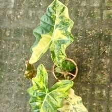 Alocasia Pseudo Sanderiana Aurea Panaché