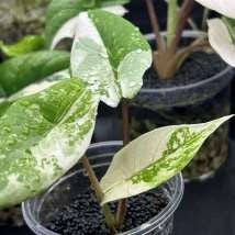 Alocasia Scalprum Albo panaché