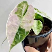 Alocasia Watsoniana Doff Rose Panaché