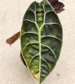 Alocasia Watsoniana Glossy Aurea Panaché