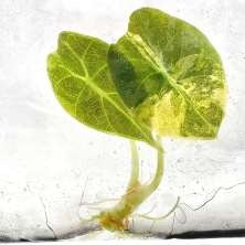 Alocasia Watsoniana Glossy Aurea Panaché
