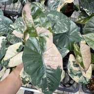 Alocasia Yucatan Princess Rose Panaché