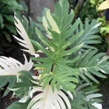 Philodendron Pinnatifidum Olympiad Albo Panaché