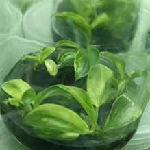 Philodendron Pinnatifidum Olympiad Albo Panaché