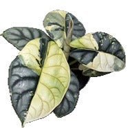 Alocasia Silver Dragon Albo Panaché