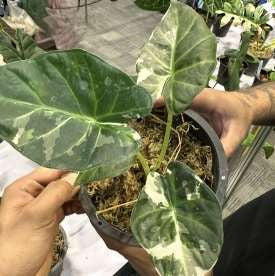 Alocasia Regal Shields Albo panaché