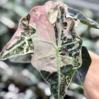 Alocasia Polly Ghost Menthe Panachée