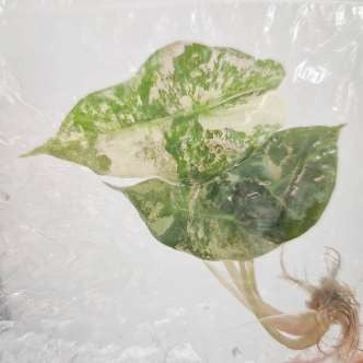 Alocasia Polly Ghost Menthe Panachée