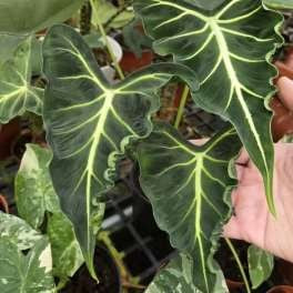 Alocasia Emerald Tide Green