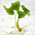 Alocasia Emerald Tide Green