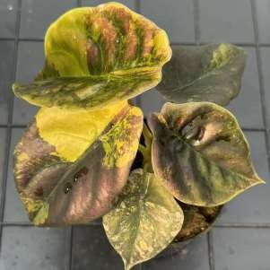 Alocasia Cuprea Aurea Panachée Latte