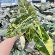 Alocasia Longiloba Suhirmaniana Aurea Panachée
