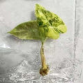 Alocasia Longiloba Suhirmaniana Aurea Panachée
