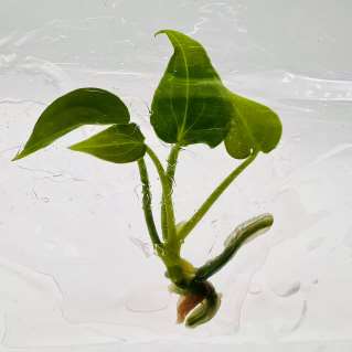 Anthurium Delta Force tissue culture plantlet