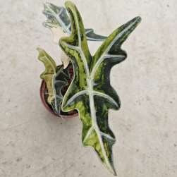 Alocasia Nobilis Aurea Panaché