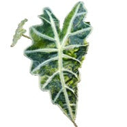 Alocasia Polly Aurea Variégata