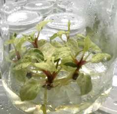 Anthurium AOS X Papi Variegated tissue culture plantlet