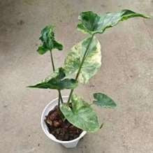 Alocasia Shock Treatment Aurea panaché