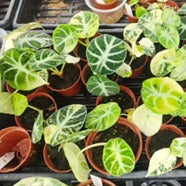 Alocasia Ninja Aurea Panaché