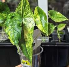 Alocasia Dragon Breath Aurea panaché