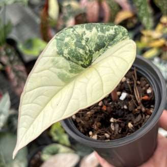 Alocasia Bisma Platine Albo Panaché