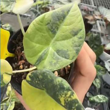 Alocasia Maharani Gold Panaché