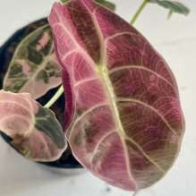 Alocasia Watsoniana Rose Glossy Panaché