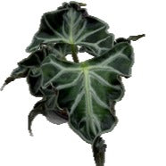 Mûr