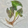Alocasia Loco Green
