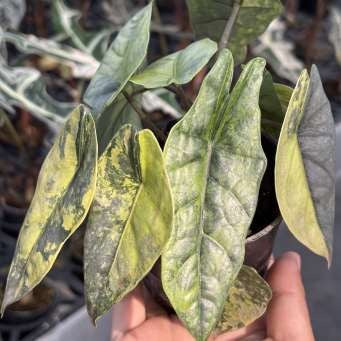 Alocasia Heterophylla Bleu Métallisé Panaché Aurea