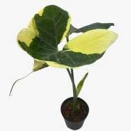 Alocasia Xanthosoma Mickey Mouse Panaché
