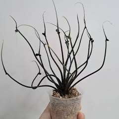 Alocasia Plumbea Calmar Volant