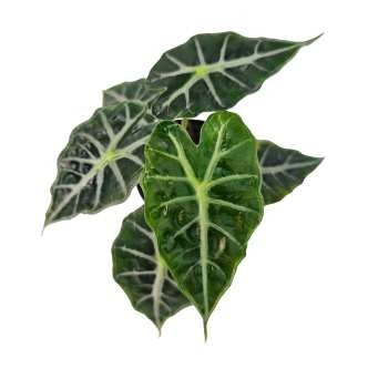 Alocasia Mandalay Vert