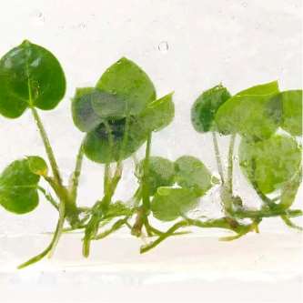 Anthurium Ace of Spades tissue culture plantlet