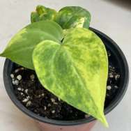 Anthurium Clarinervium Variegated mature plant