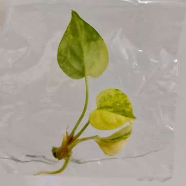 Juvenile