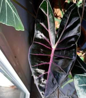 Alocasia Black Satun Pink Vein Green