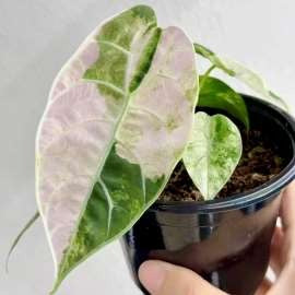 Alocasia Watsoniana Doff Albo Variegata
