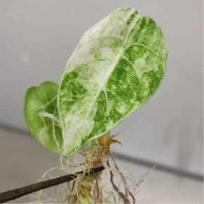 Alocasia Watsoniana Doff Albo Variegata