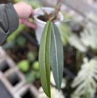 Philodendron Callosum